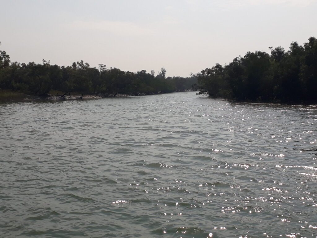 Dense mangrove forest landscape in the Sundarbans, West Bengal, the largest contiguous mangrove forest on Earth