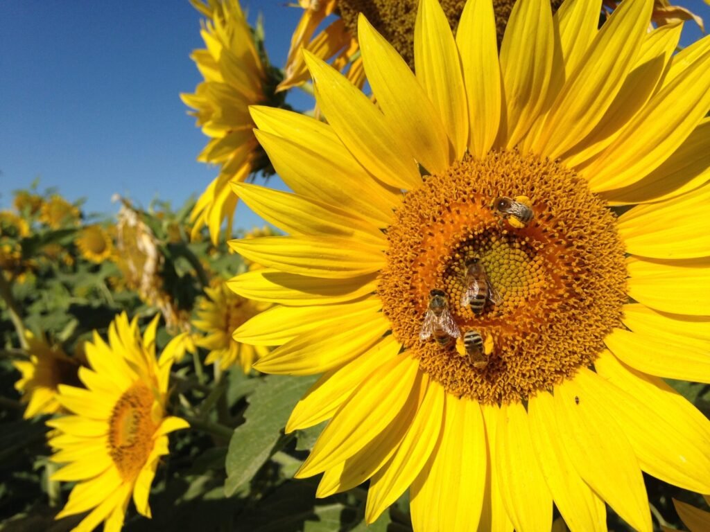 A blooming sunflower field, the composite-family flowers long-horned bees specialize in foraging