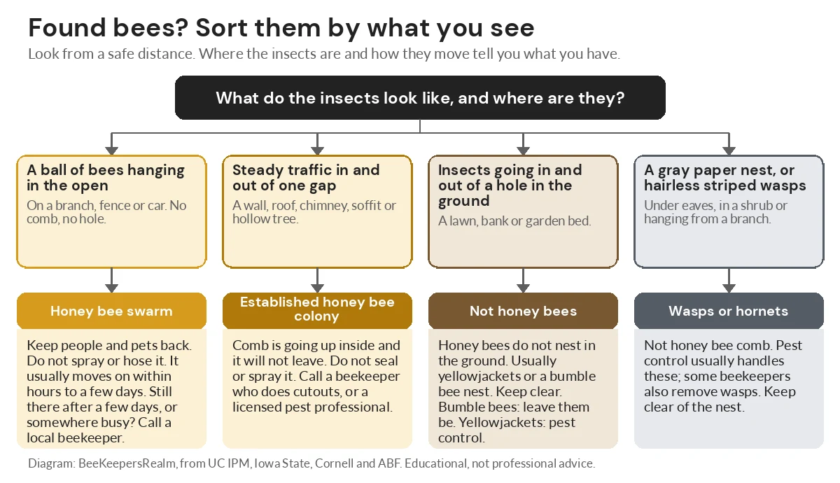 Flowchart sorting bees into swarm, colony in a structure, ground nest or wasp nest, with what to do for each