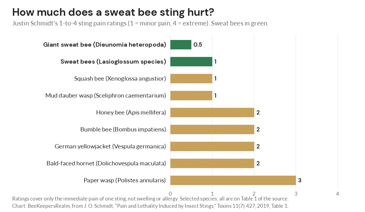 Bar chart of Schmidt sting pain ratings: sweat bees 0.5 to 1, honey bee and yellowjacket 2, paper wasp 3