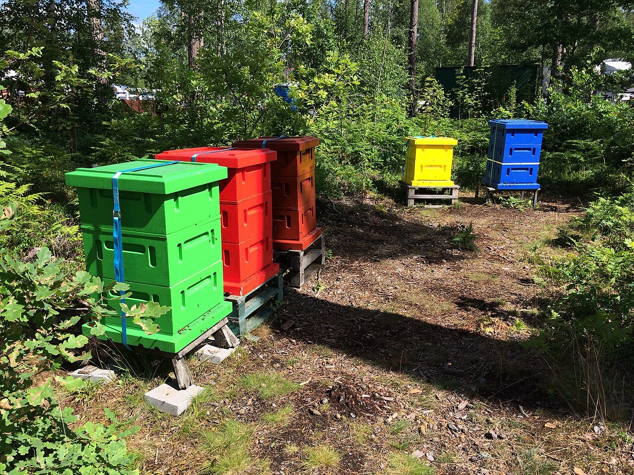 Beehives in Kalmar County, Sweden