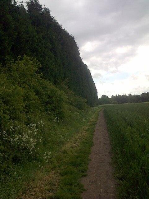 Tall Leylandii hedge of the height used as a flyway barrier to lift bees above head height near a hive