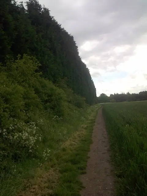 Tall dense Leylandii hedge of the kind used as a flyway barrier to lift bees above head height near a hive