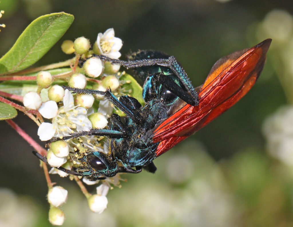 Photo of a tarantula hawk wasp, one of only two insects rated the maximum pain level 4