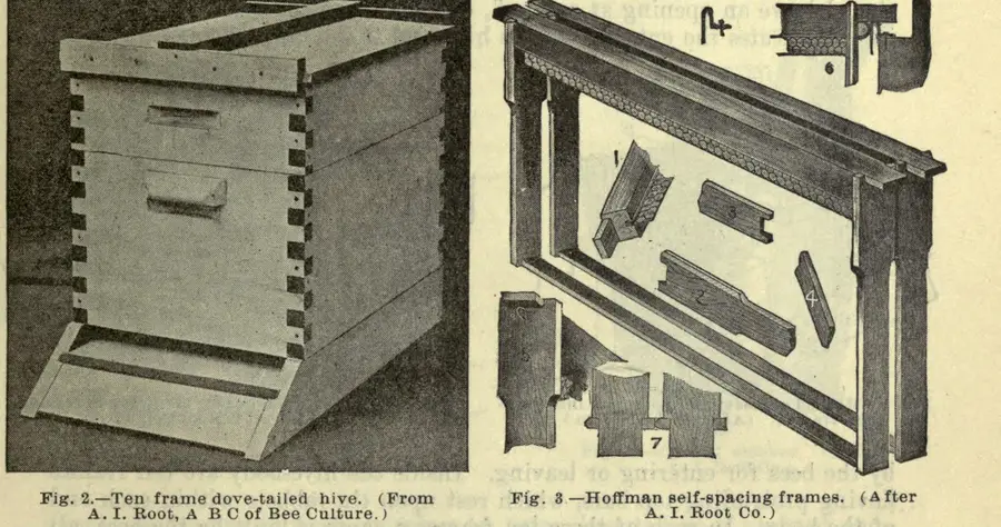 Early 1900s engraving of a ten-frame dovetailed hive beside Hoffman self-spacing movable frames