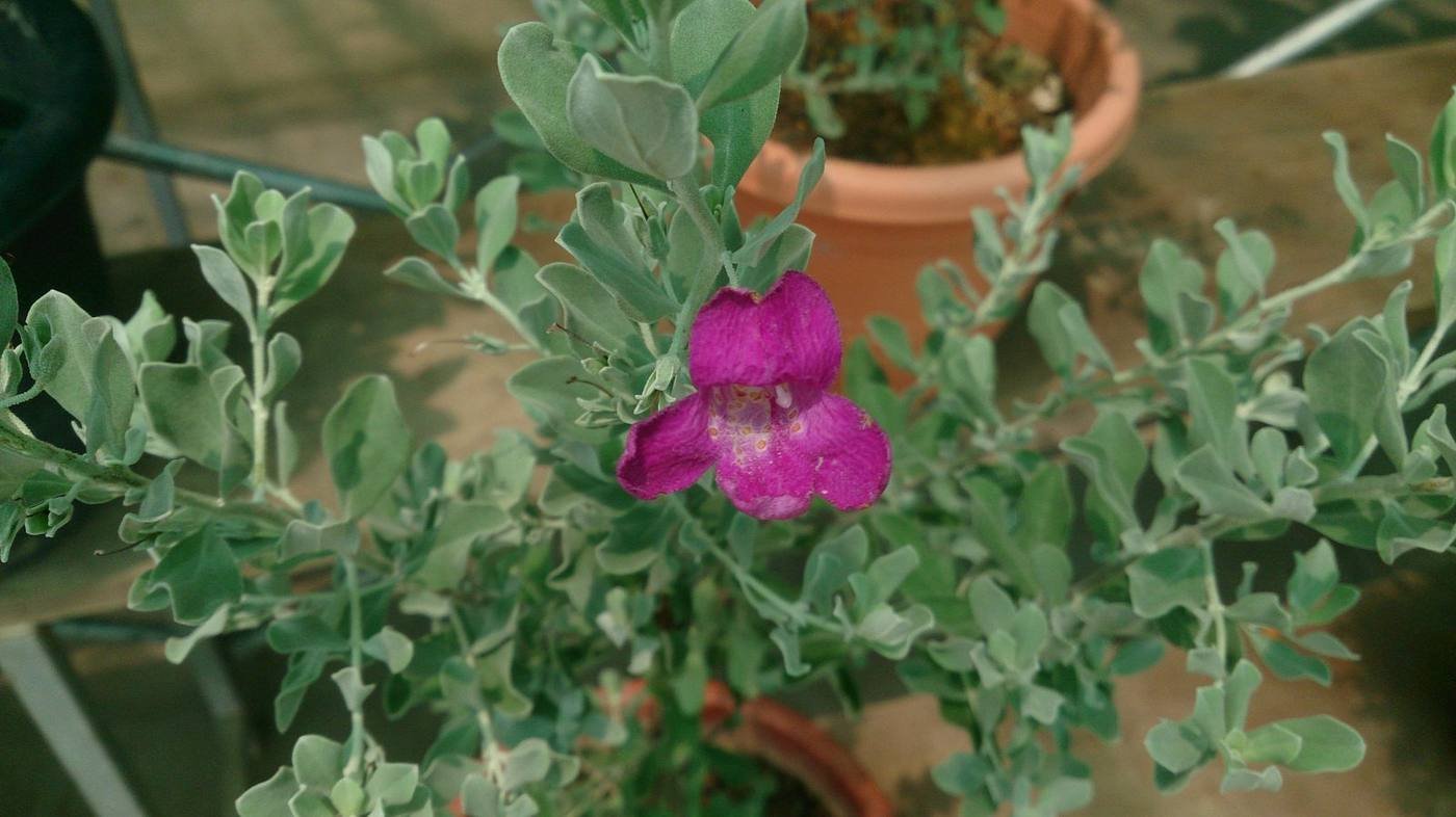 Purple flowers of the Texas ranger or cenizo shrub, the sole pollen source of the newly described bee Andrena cenizophila