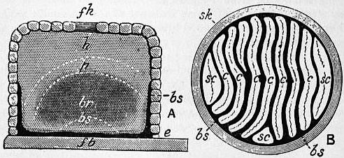 1911 encyclopedia illustration of a traditional straw skep beehive cross-section