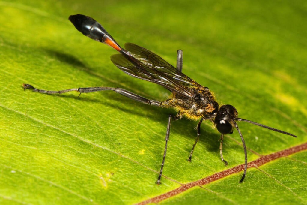 Thread-waisted wasp Ammophila procera showing its extremely narrow petiole waist