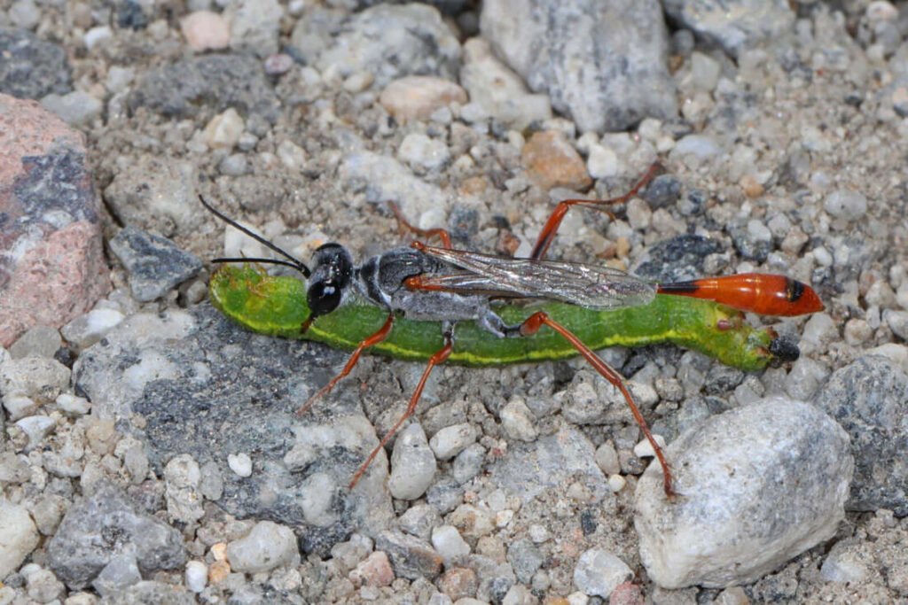 Thread-waisted wasp carrying a paralyzed caterpillar back to its burrow