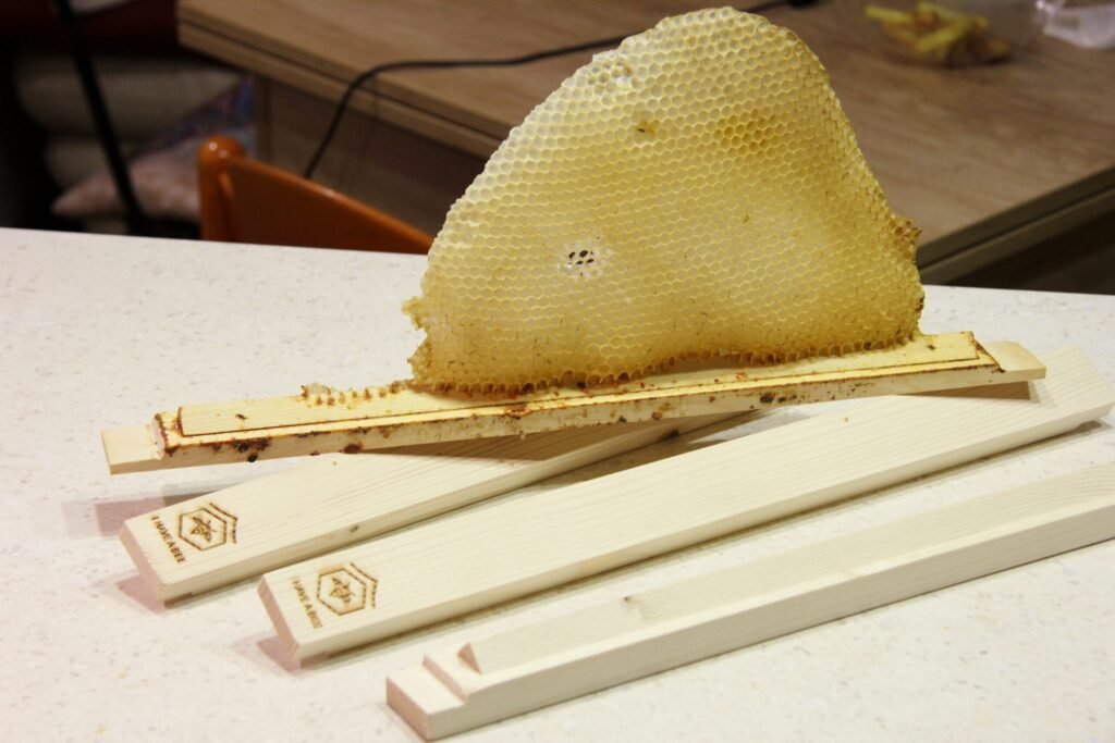 Wax comb built on a top bar inside a horizontal top-bar beehive, a design that avoids lifting stacked boxes
