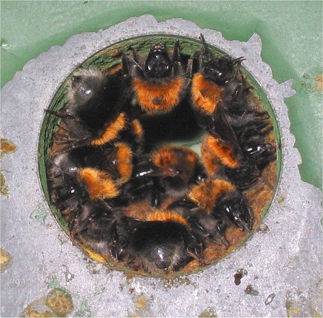 Tree bumblebees ventilating at the entrance of an artificial nest box they successfully occupied
