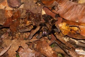 Trigona crassipes vulture bees feeding on a dead tarantula on the forest floor