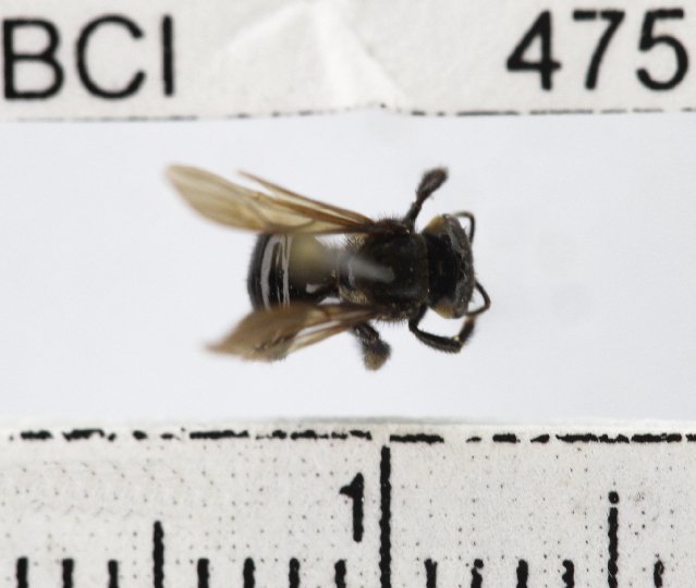 Trigona corvina, a stingless bee in the same genus as the three carrion-feeding vulture bee species