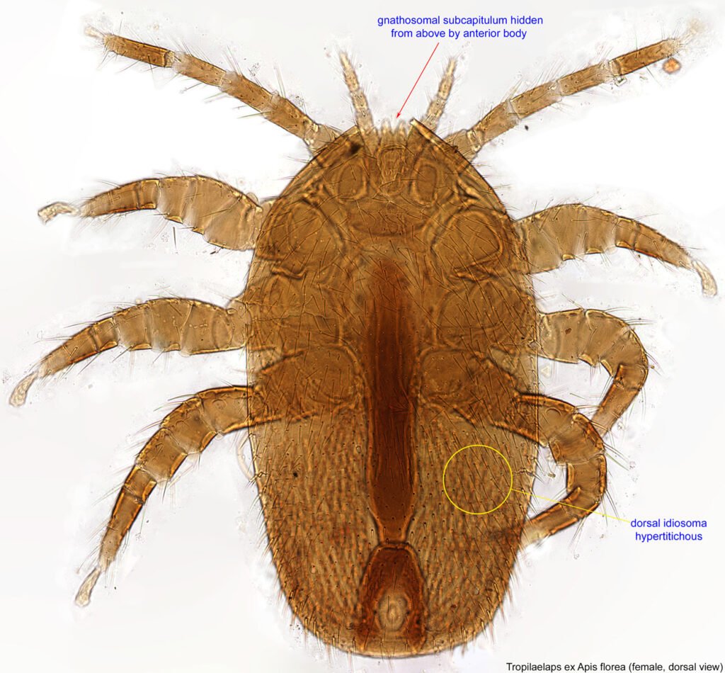 A female Tropilaelaps mite at 20x magnification -- smaller and faster-moving than Varroa, which makes it easy to miss during a routine inspection