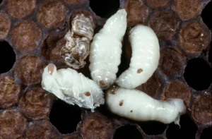 Tropilaelaps mites on honey bee larvae and pupae in open brood comb cells