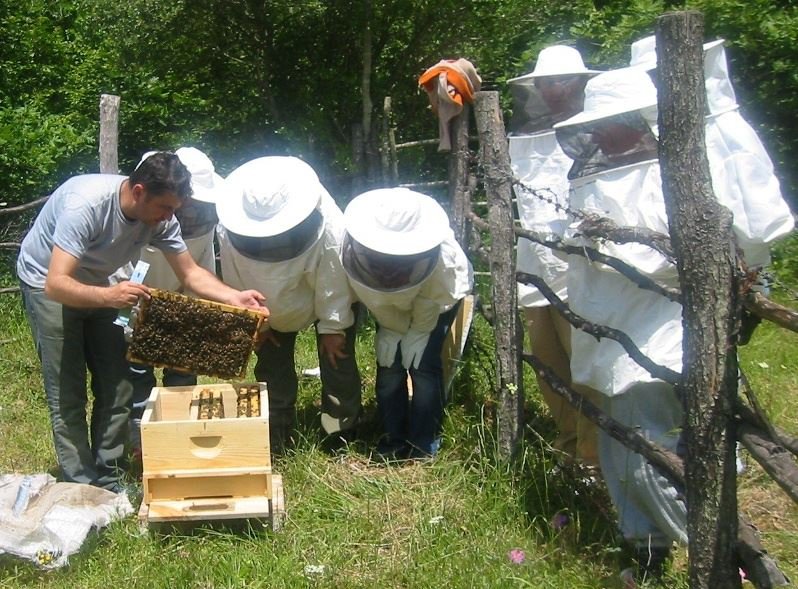 Turkish beekeeper inspecting a frame from a modern hive in Turkey