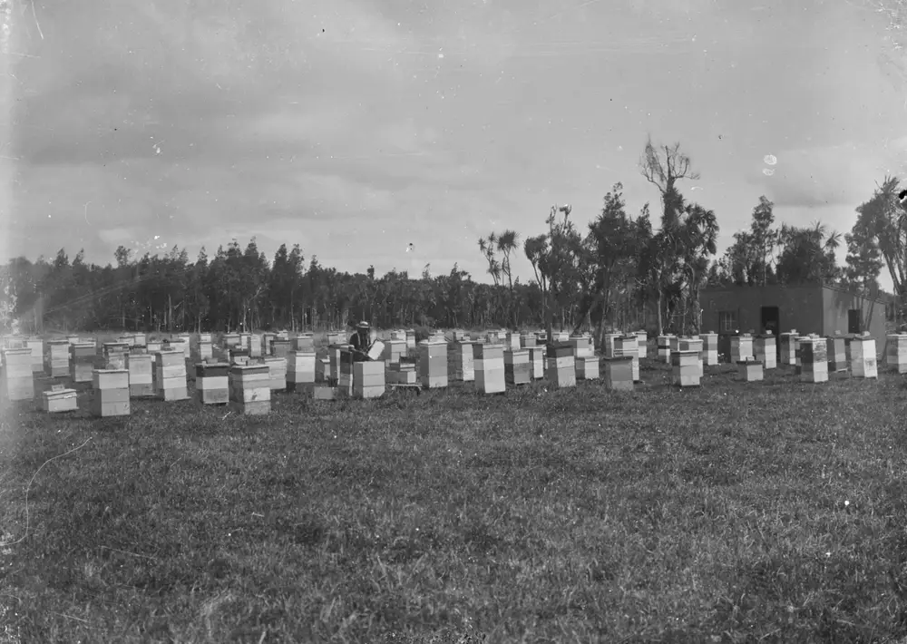 Black-and-white 1920 photo of rows of white wooden beehives in a grass field at a large apiary in Turua, New Zealand
