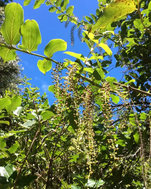 Tutu shrub, Coriaria arborea, with broad green leaves and hanging flower spikes against a blue sky in New Zealand