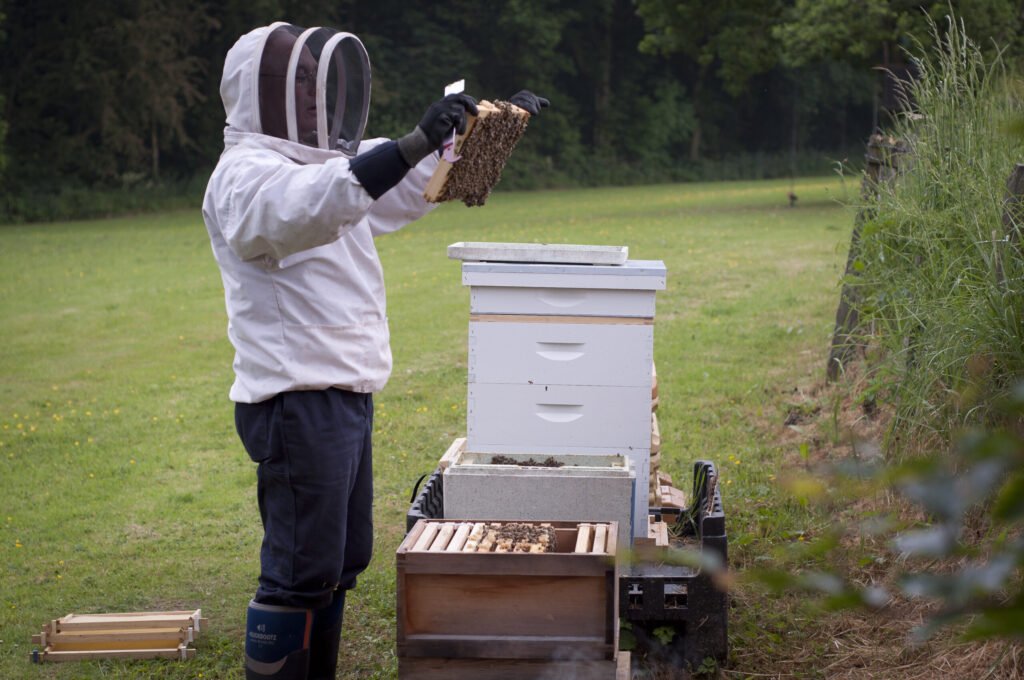 A UK beekeeper at work in the apiary, the kind of hands-on setting where BBKA practical assessments take place
