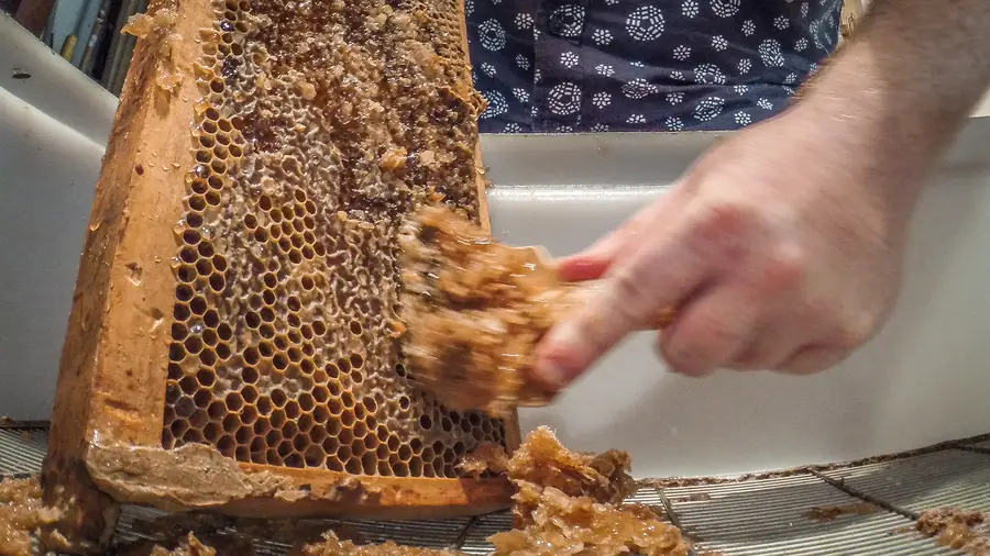 Beekeeper uncapping a frame of honeycomb by hand with a capping scratcher during honey extraction