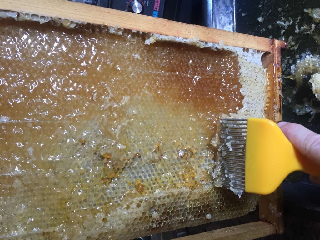 A beekeeper uncapping wax cells on a frame of honeycomb, a step required both before and after the extractor was invented