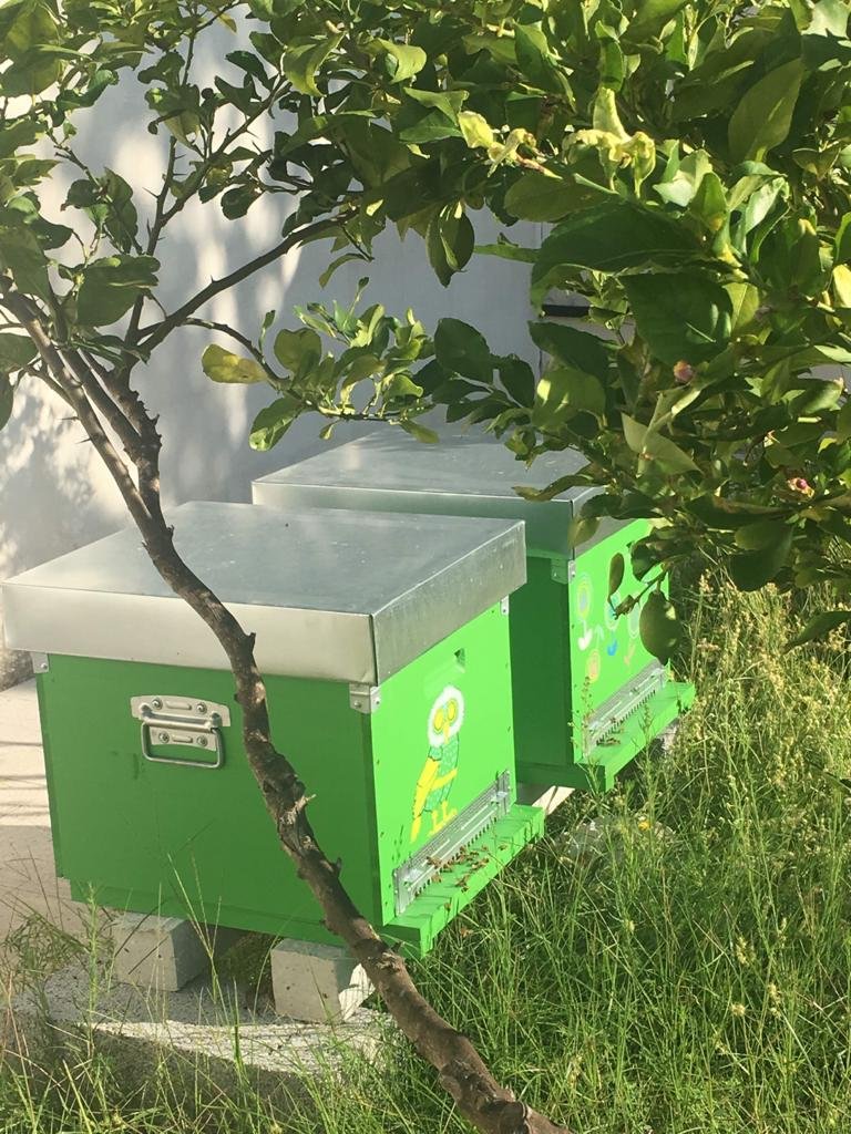 Two beehives installed as part of an urban apiary in a city setting