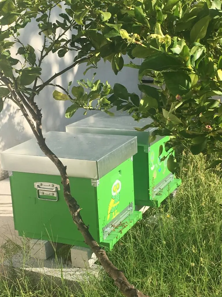 Two beehives installed as part of an urban apiary in a city setting