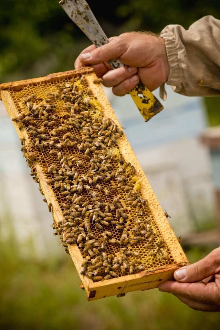 Beekeepers at a US apiary, representing the state-by-state patchwork of American beekeeping law