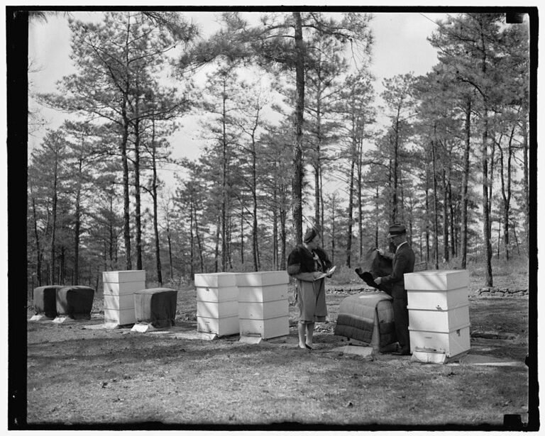 1939 photo of USDA beekeepers inspecting hives at Beltsville lab