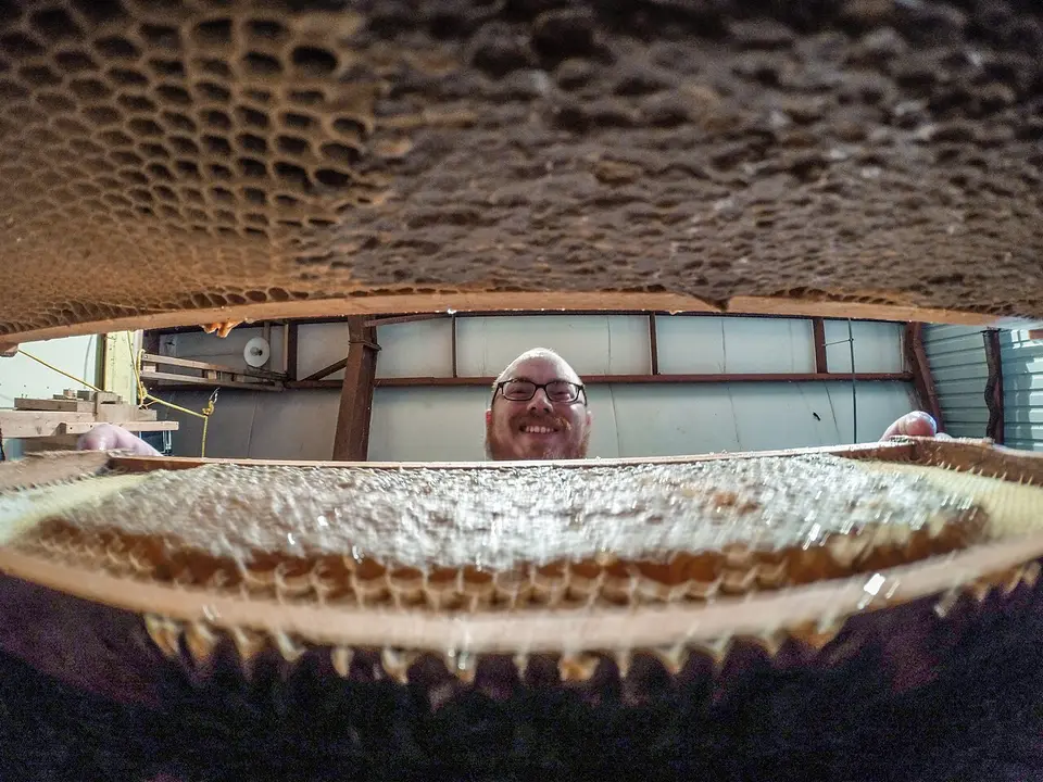 USDA technician lifting a heavy frame of honeycomb out of a hive box before honey extraction