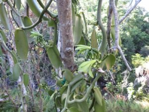 Vanilla planifolia flowers shortly after hand pollination, the species that depends on a specific Melipona bee for natural pollination in its native range
