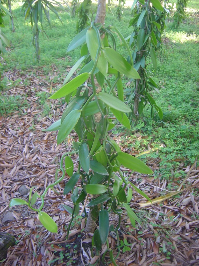 Vanilla planifolia vine grown at a plantation on Reunion Island, the same island where Edmond Albius developed hand pollination in 1841