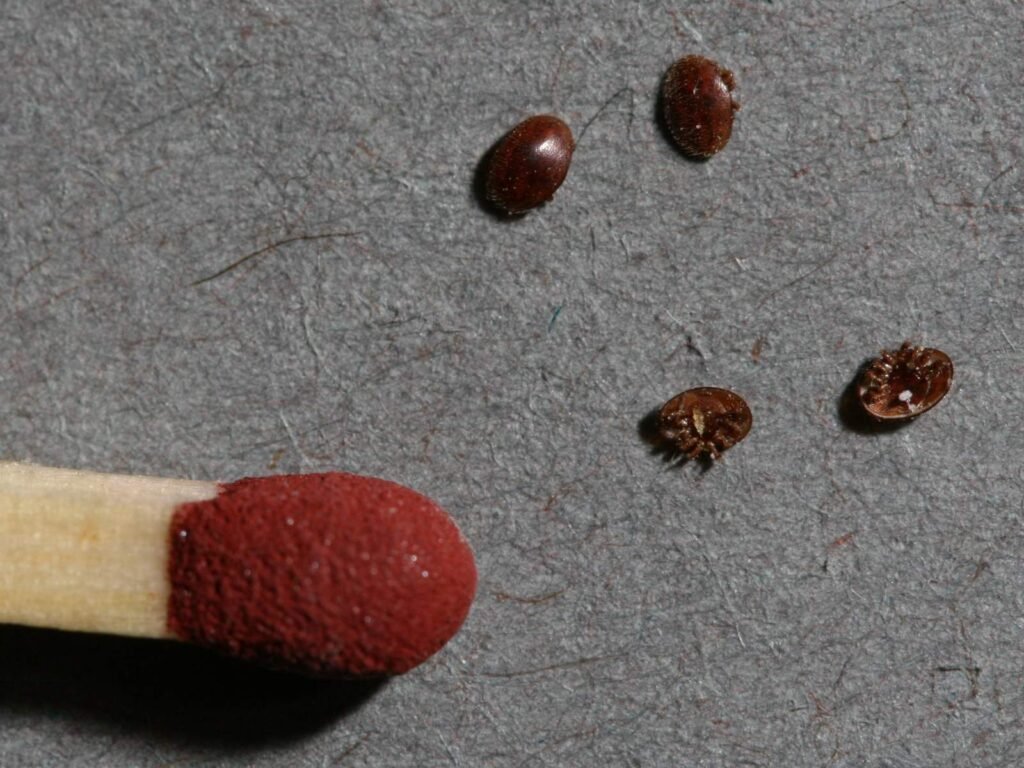 Close-up detail of a Varroa destructor mite, the target of both natural selection and deliberate breeding for resistance