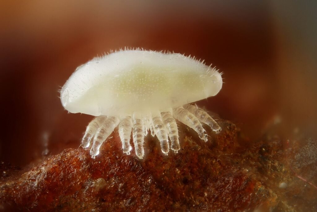 A macro photograph of a Varroa destructor deutonymph, an earlier life stage of the mite USDA researchers are working to treat