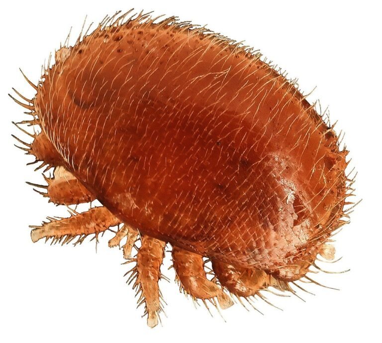 Macrofotografía del ácaro Varroa destructor, el parásito que obliga a tratar las colmenas