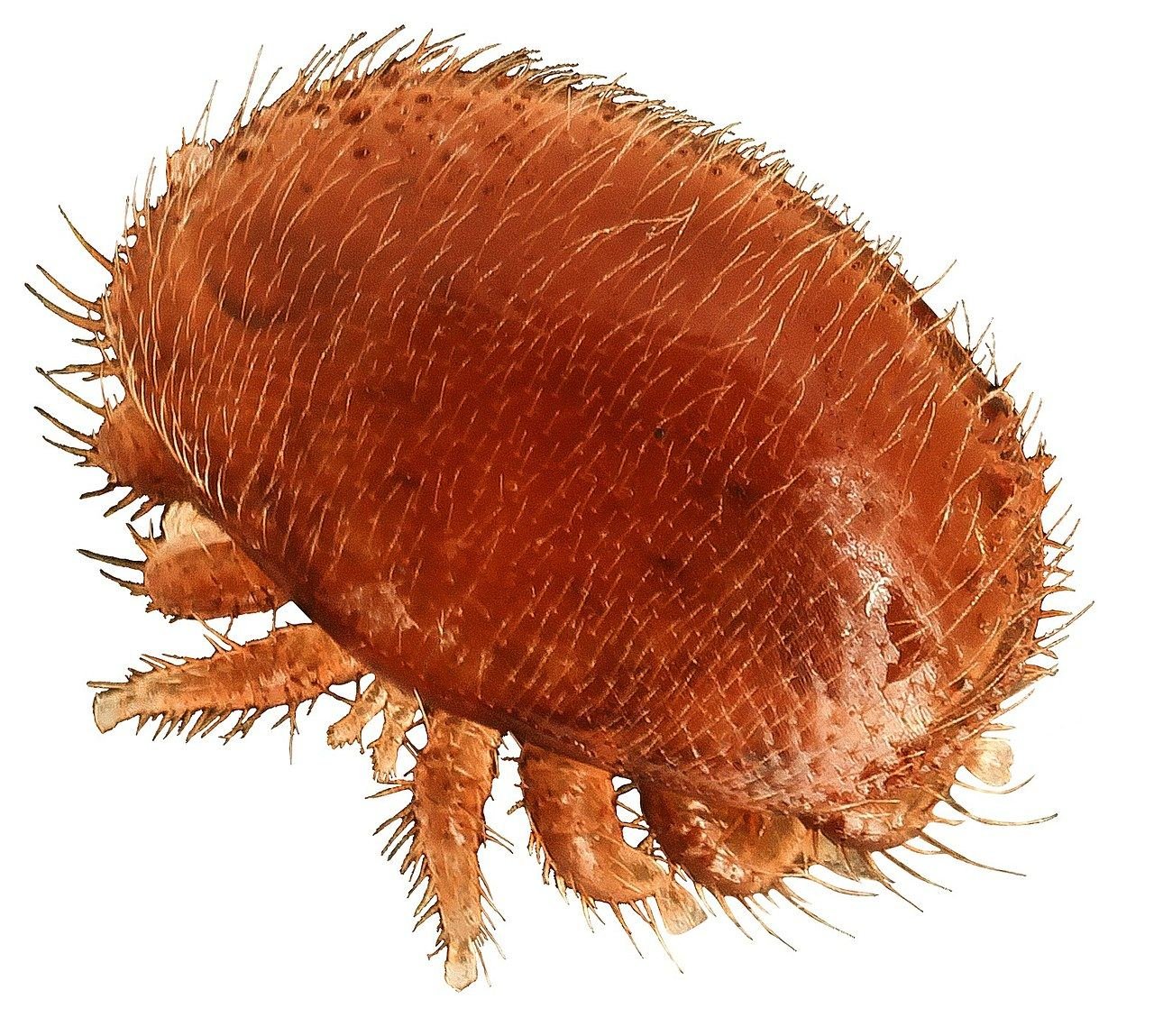Macrofotografía del ácaro Varroa destructor, el parásito que obliga a tratar las colmenas