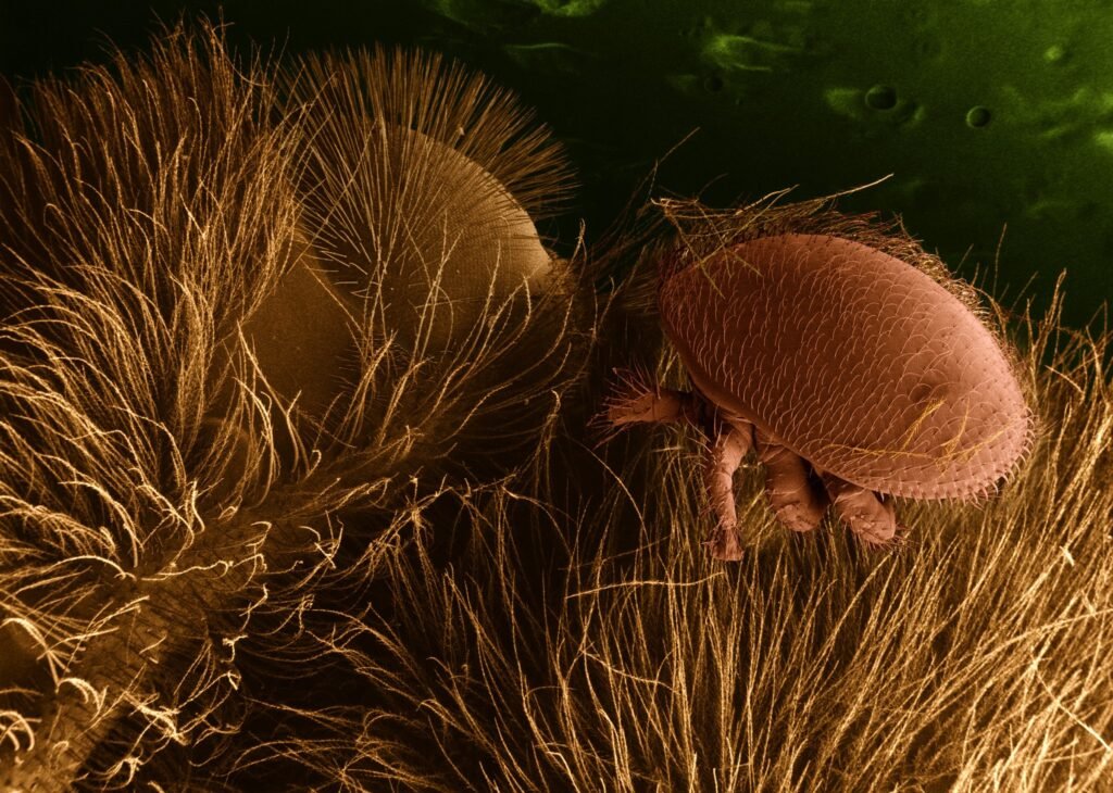 Scanning electron microscope image of a Varroa destructor mite attached to a honey bee host