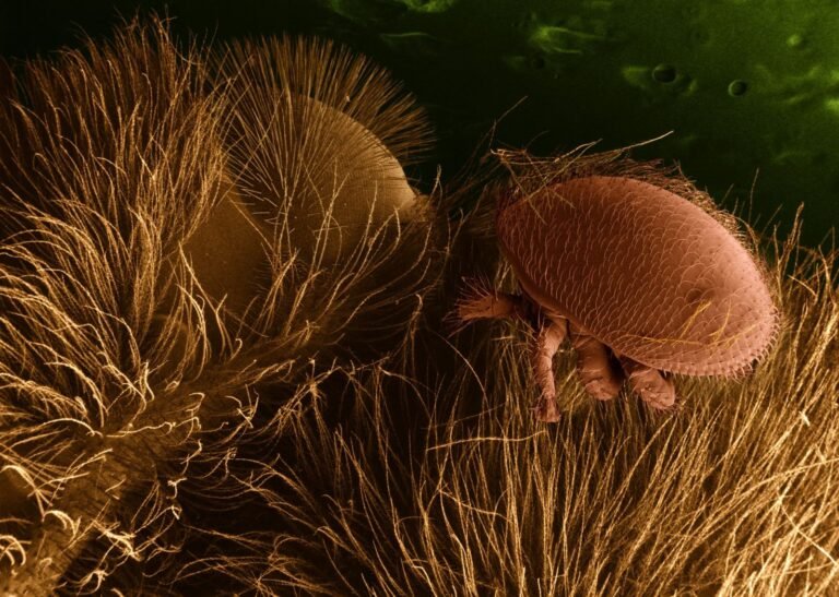A scanning electron microscope image of a Varroa destructor mite attached to a honeybee host