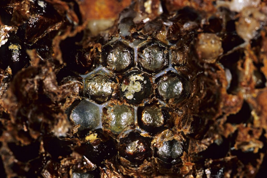 Pale immature varroa mites clustered beside a darker adult female mite inside an opened brood cell