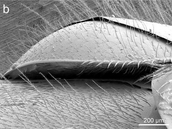 Scientific microscopy image of a Varroa mite positioned between a honey bee's abdominal segments