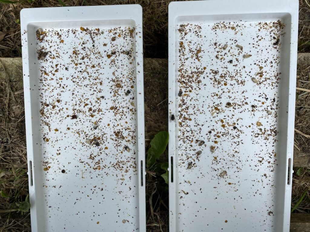 Monitoring tray from under a screened bottom board showing fallen varroa mites and hive debris
