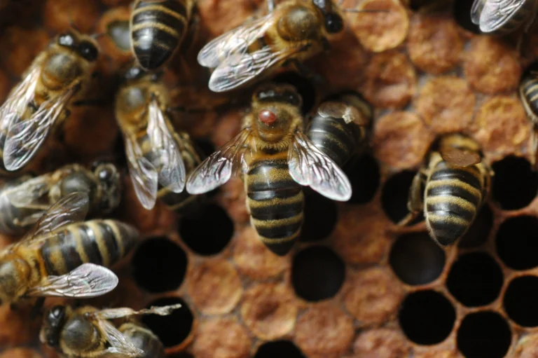 Reddish-brown varroa mite clinging to the thorax of a worker honey bee standing on capped brood