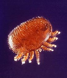 A close-up photograph of a Varroa destructor mite, the parasite responsible for most managed honeybee colony losses