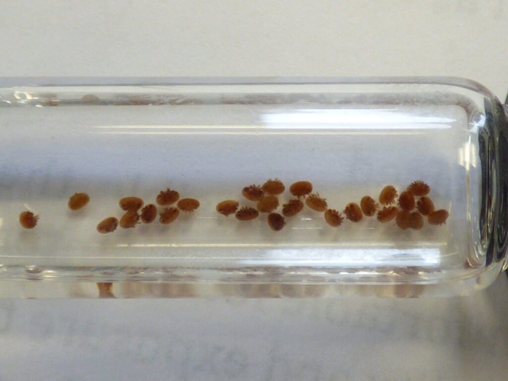 Dozens of reddish-brown varroa mites washed off a bee sample and settled in a clear glass vial