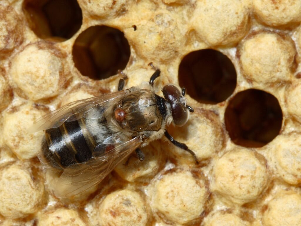 Two varroa mites on a newly emerged drone honey bee walking across a patch of capped drone brood