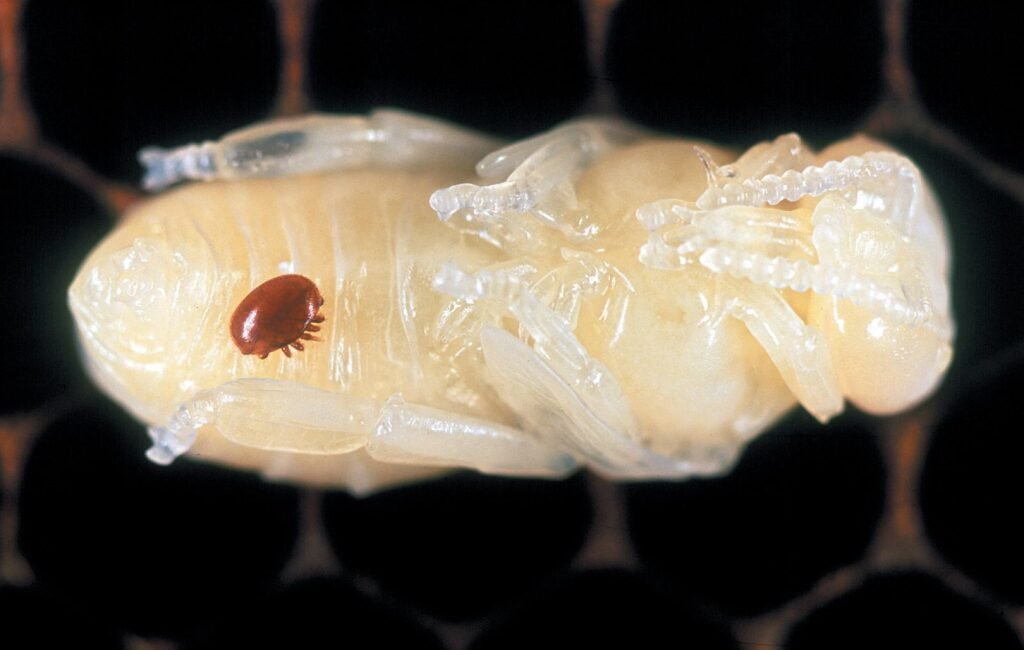 Varroa destructor mite attached to a honey bee pupa inside a brood cell