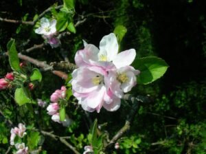 Verger de pommiers en pleine floraison au printemps, période où les ruches sont installées pour la pollinisation