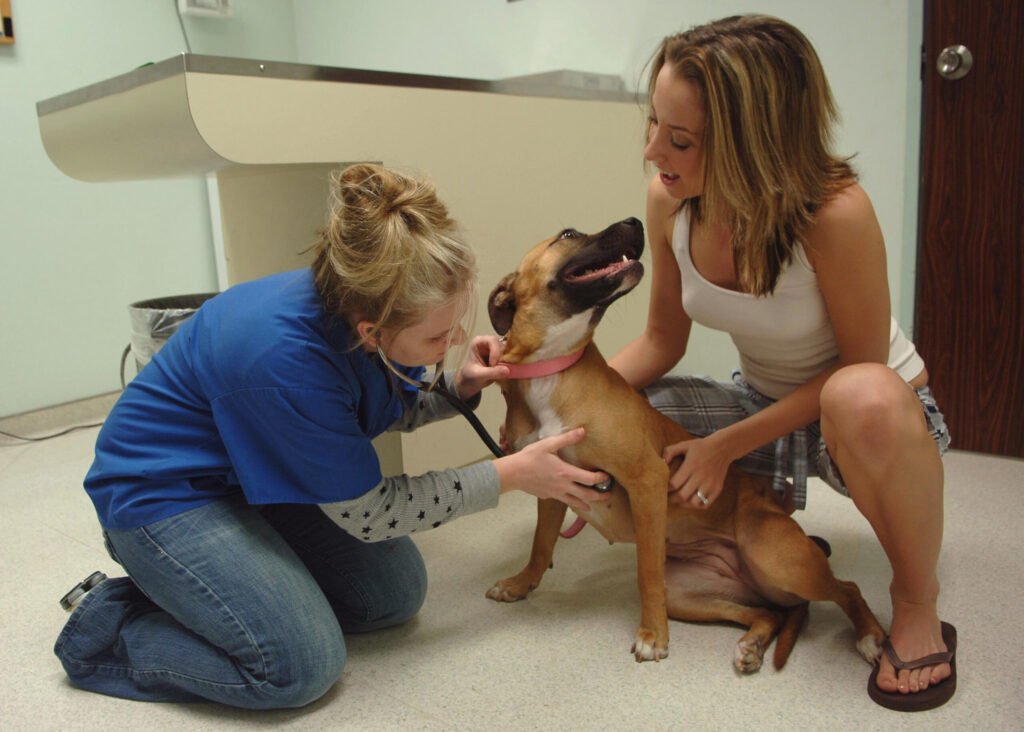 Veterinary technician examining a dog during a clinic checkup