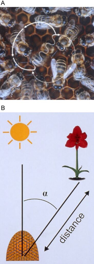 Scientific diagram of the honeybee waggle dance figure-eight pattern encoding direction and distance to a food source