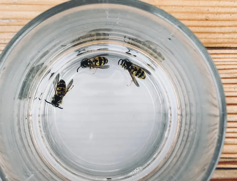 Three drowned wasps floating in a glass of lemonade used as a homemade sweet-bait wasp trap